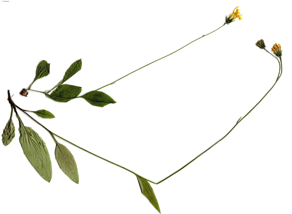 Hieracium vivantii (Asteraceae)